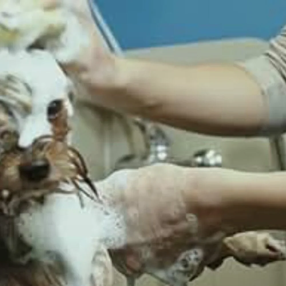 Dog Shampoo - Regular Male or Female Shampoo and Conditioner